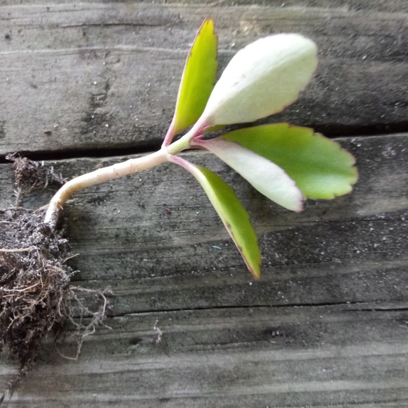 5 Mother of Thousands Starter Plants - Picture 4 of 5